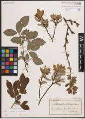 Foto von Salix caprea L. x Salix silesiaca Willd.